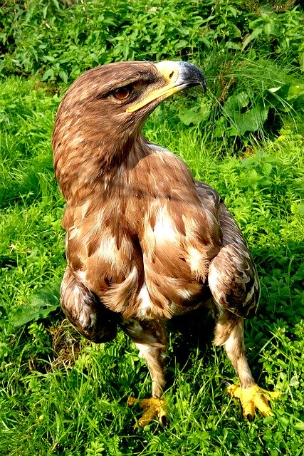 Téléchargement gratuit de Plume d'oiseau de faucon - photo ou image gratuite à modifier avec l'éditeur d'images en ligne GIMP