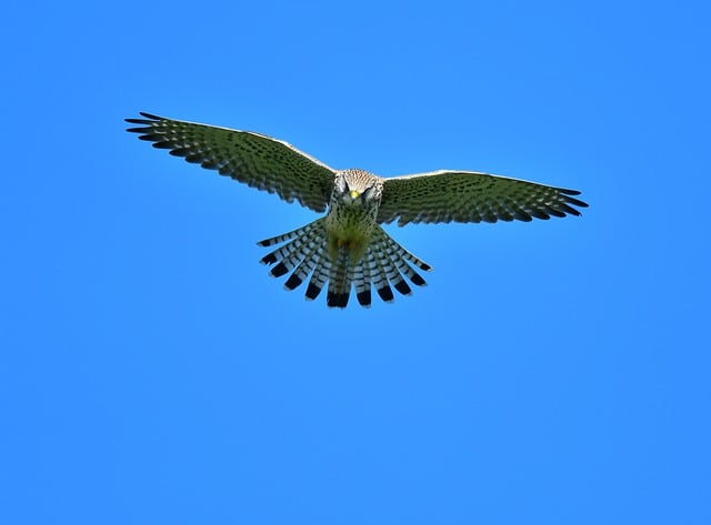 Darmowe zdjęcie sokoła latającego skrzydłami latającego ptaka do edycji za pomocą bezpłatnego edytora obrazów online GIMP