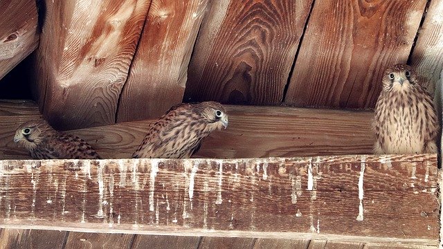 Free download Falcon Bird Of Prey Raptors Young -  free photo or picture to be edited with GIMP online image editor