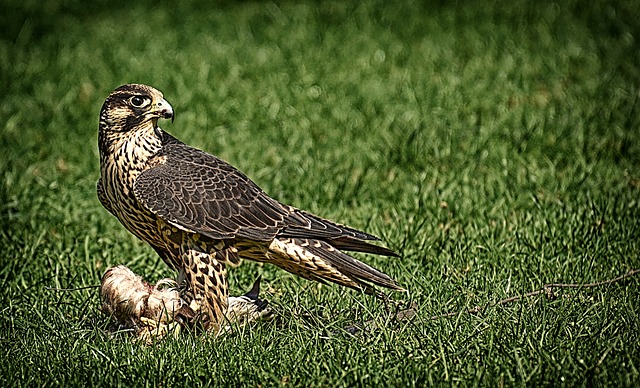 Free download falcon bird prey raptor free picture to be edited with GIMP free online image editor