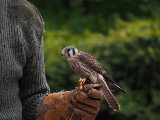 Kostenloser Download von Falcon Bird Raptor - kostenloses Foto oder Bild zur Bearbeitung mit GIMP Online-Bildbearbeitung