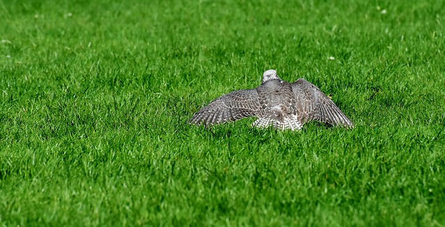 Free download falcon birds of prey meadow free picture to be edited with GIMP free online image editor