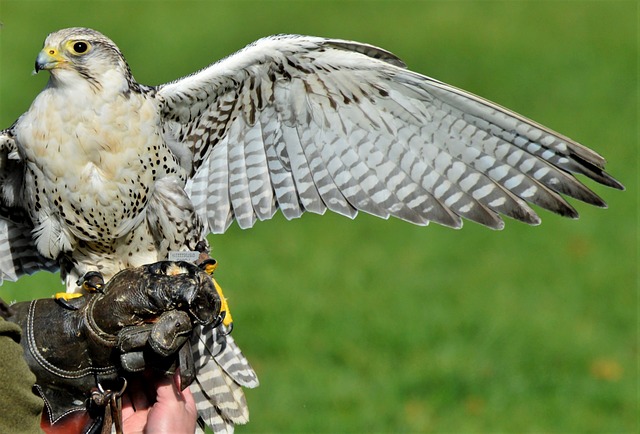 Free download falcon birds of prey raptor free picture to be edited with GIMP free online image editor
