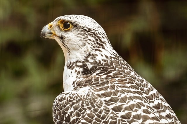 Free download falcon nature bird birds of prey free picture to be edited with GIMP free online image editor