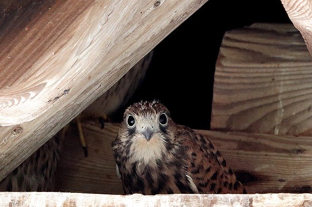 Baixe grátis Falcon Young Hawk Raptor - foto ou imagem gratuita para ser editada com o editor de imagens online GIMP