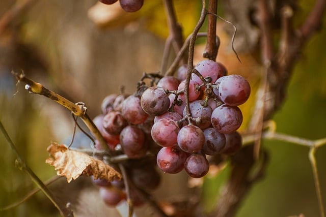Free download fall agriculture autumn background free picture to be edited with GIMP free online image editor