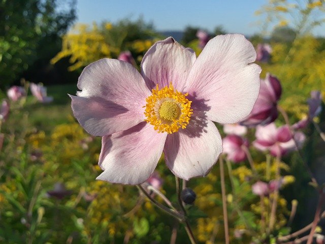 Free download Fall Anemone Blossom -  free free photo or picture to be edited with GIMP online image editor