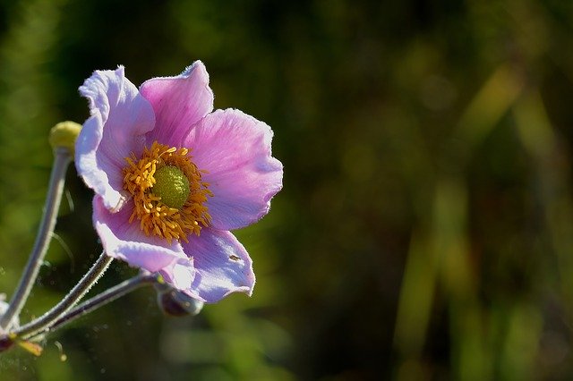 Free download Fall Anemone Garden Nature -  free photo or picture to be edited with GIMP online image editor