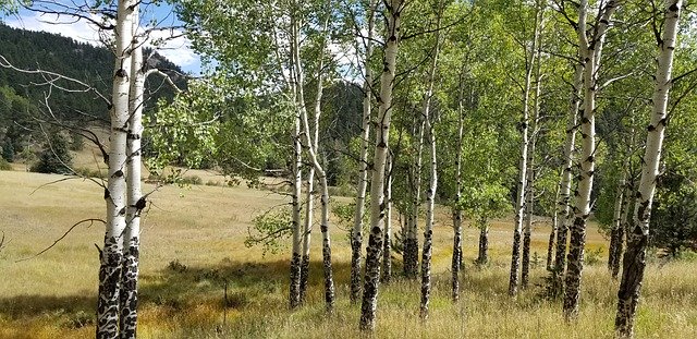 تنزيل Fall Aspen Trees مجانًا - صورة مجانية أو صورة يتم تحريرها باستخدام محرر الصور عبر الإنترنت GIMP