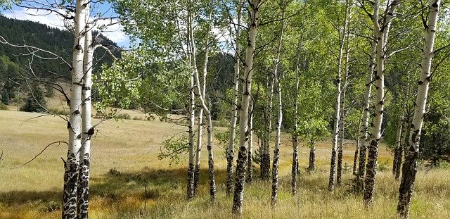 Descarga gratuita Fall Aspen Trees: foto o imagen gratuita para editar con el editor de imágenes en línea GIMP