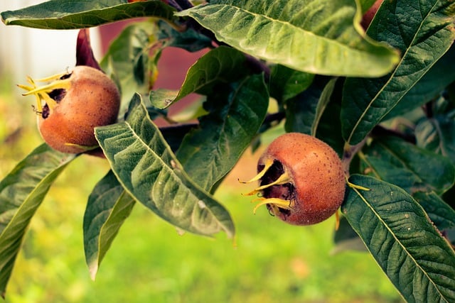 Téléchargement gratuit d'une image gratuite de botanique de fond d'automne à modifier avec l'éditeur d'images en ligne gratuit GIMP