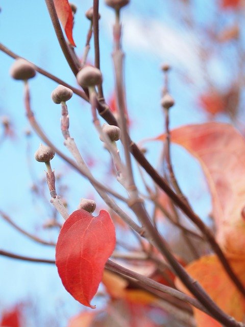 Free download Fall Autumn Bluesky -  free photo or picture to be edited with GIMP online image editor