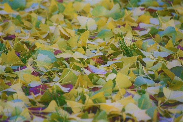 Bezpłatne pobieranie jesiennych kolorów mozaiki darmowe zdjęcie do edycji za pomocą bezpłatnego internetowego edytora obrazów GIMP