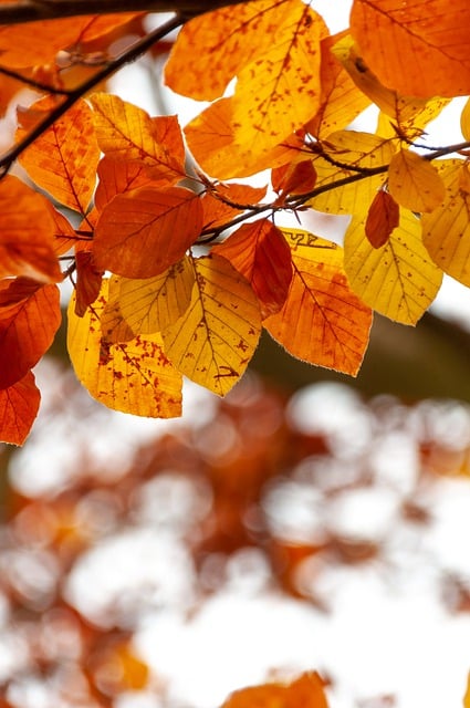 Free download fall autumn colors nature leaves free picture to be edited with GIMP free online image editor