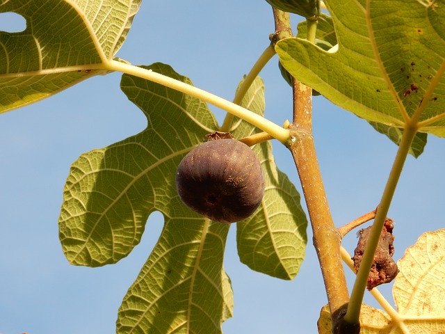 Скачать бесплатно Fall Autumn Fig - бесплатное фото или изображение для редактирования с помощью онлайн-редактора изображений GIMP