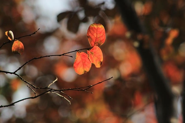 Free download fall autumn nature forest leaves free picture to be edited with GIMP free online image editor
