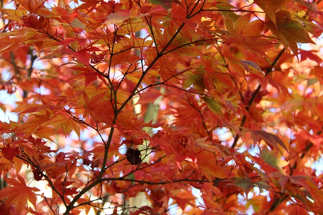 Free download fall autumn nature season orange free picture to be edited with GIMP free online image editor