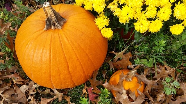 Free picture Fall Autumn Pumpkin -  to be edited by GIMP free image editor by OffiDocs