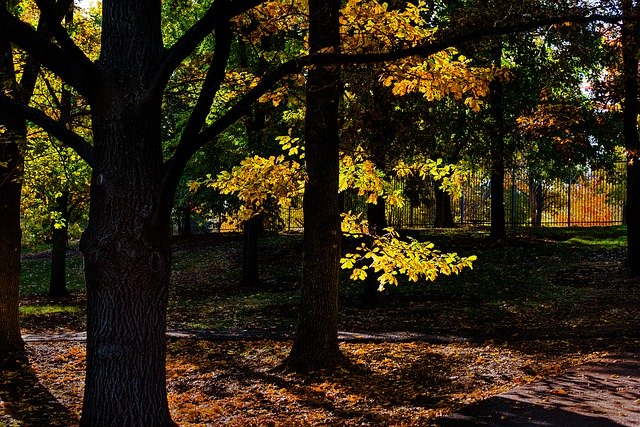 Template Photo Fall Autumn Tree -  for OffiDocs