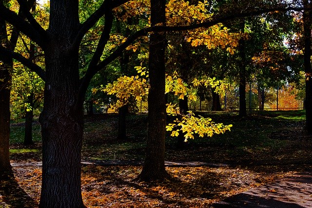 Download gratuito Fall Autumn Tree: foto o immagine gratuita da modificare con l'editor di immagini online GIMP