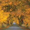 Fall Avenue  screen for extension Chrome web store in OffiDocs Chromium