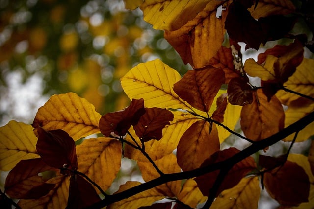 Free download fall blade nature forest trees free picture to be edited with GIMP free online image editor