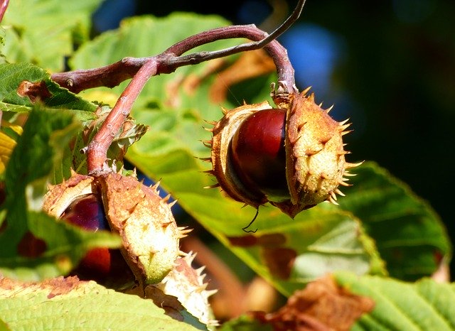 Free download Fall Brown Nature Horse -  free photo or picture to be edited with GIMP online image editor