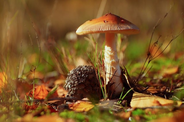 Free download fall close up wild mushrooms spore free picture to be edited with GIMP free online image editor