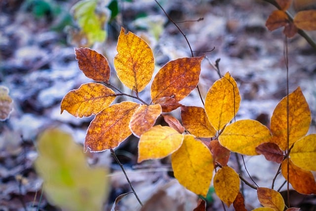 Бесплатно скачать осеннюю раскраску листья природа растения бесплатное изображение для редактирования в GIMP бесплатный онлайн-редактор изображений