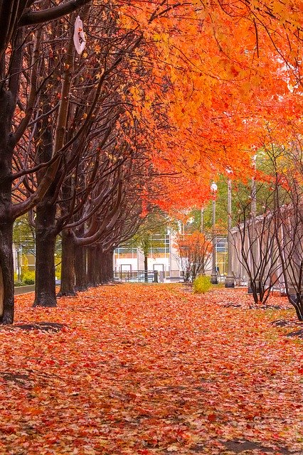 무료 다운로드 Fall Color Orange - 무료 사진 또는 GIMP 온라인 이미지 편집기로 편집할 사진