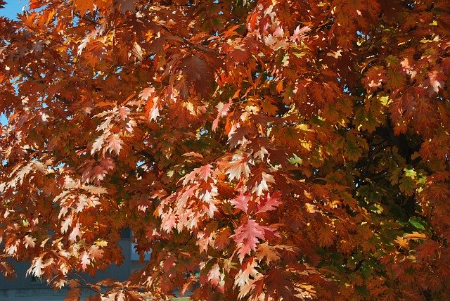 Free download Fall Colors -  free photo or picture to be edited with GIMP online image editor