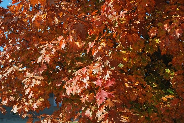 Téléchargement gratuit de Couleurs d'automne - photo ou image gratuite à modifier avec l'éditeur d'images en ligne GIMP