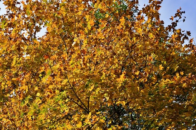 Free download Fall Colors Autumn Leaves Tree -  free photo or picture to be edited with GIMP online image editor