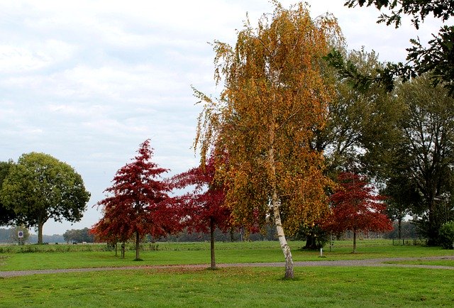 Free download Fall Colors Birch American Oak -  free photo or picture to be edited with GIMP online image editor