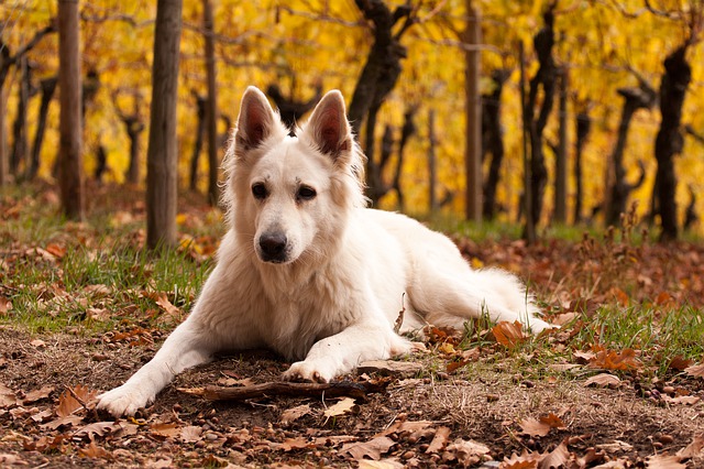 Free download fall dog white shepherd dog bbs free picture to be edited with GIMP free online image editor
