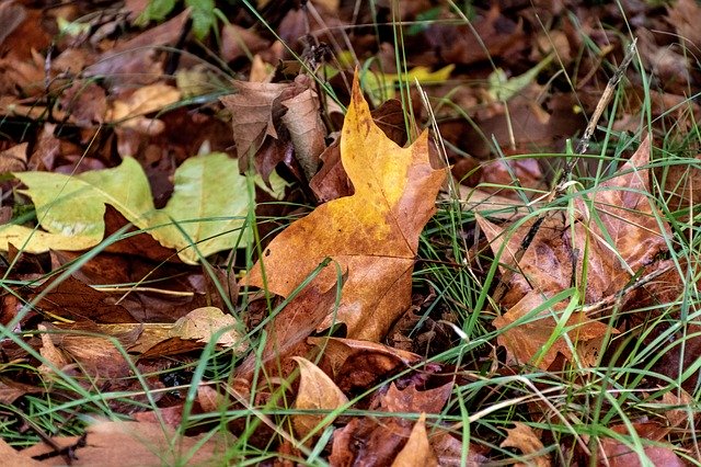 Free picture Fallen Leaves Fall Foliage Dead -  to be edited by GIMP free image editor by OffiDocs