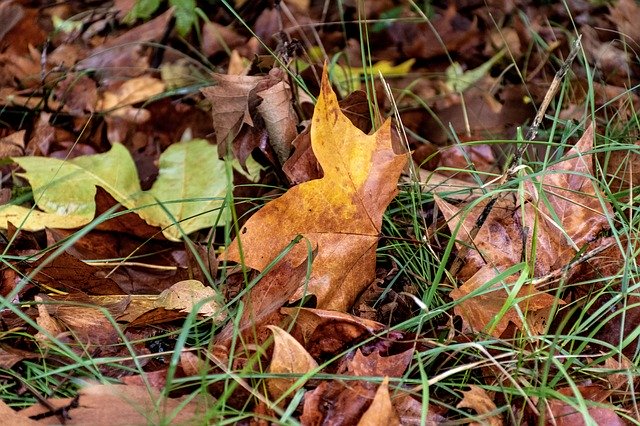 免费下载 Fallen Leaves Fall Foliage Dead - 使用 GIMP 在线图像编辑器编辑的免费照片或图片