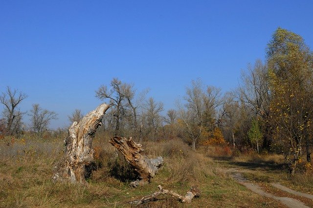 Free picture Fallen Tree Dry Road -  to be edited by GIMP free image editor by OffiDocs