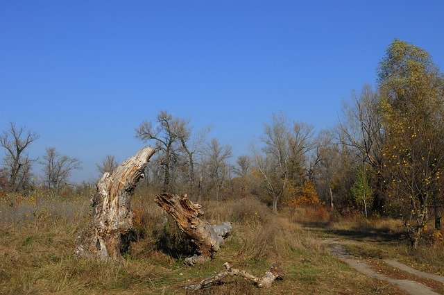 Free download Fallen Tree Dry Road -  free photo or picture to be edited with GIMP online image editor