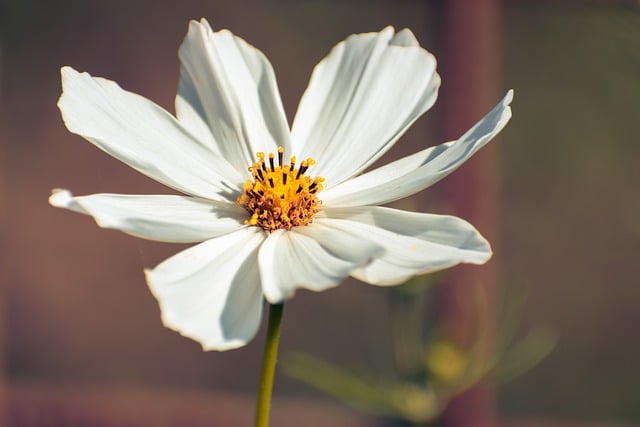 Free download fall flower cosmos autumn free picture to be edited with GIMP free online image editor