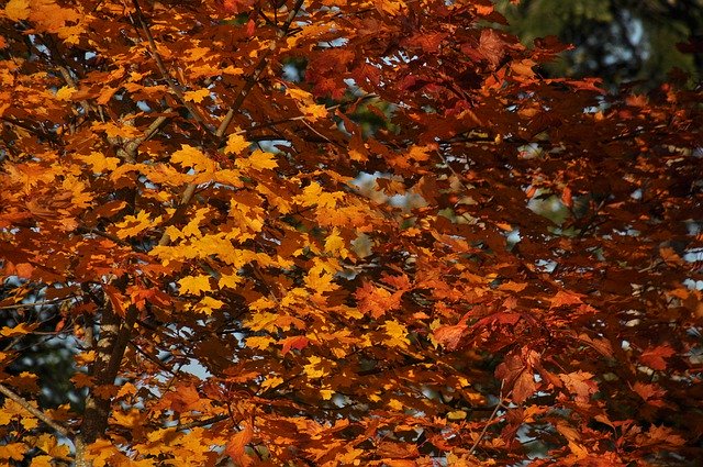 Free picture Fall Foliage Autumn Colours -  to be edited by GIMP free image editor by OffiDocs