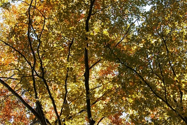 Téléchargement gratuit des feuilles d'automne du feuillage d'automne - photo ou image gratuite à éditer avec l'éditeur d'images en ligne GIMP