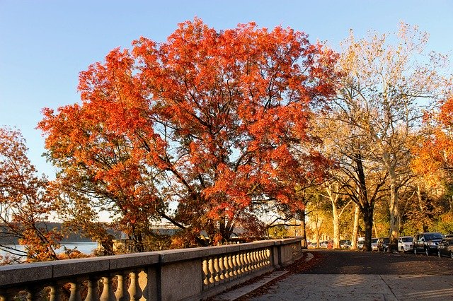Free download Fall Foliage Hamilton Heights -  free photo or picture to be edited with GIMP online image editor
