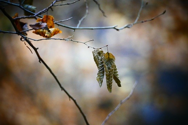 ດາວໂຫຼດຟຣີ Fall Foliage Leaf Autumn Colors - ຮູບພາບຫຼືຮູບພາບທີ່ບໍ່ເສຍຄ່າເພື່ອແກ້ໄຂດ້ວຍຕົວແກ້ໄຂຮູບພາບອອນໄລນ໌ GIMP