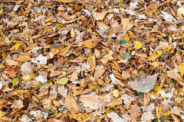 Free picture Fall Foliage Leaves Background -  to be edited by GIMP free image editor by OffiDocs