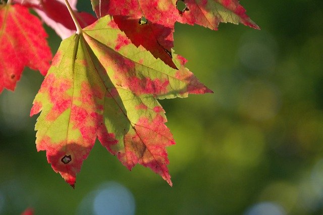Free download Fall Foliage Red Green -  free photo or picture to be edited with GIMP online image editor