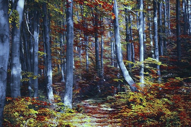 Free download Fall Forest Colorful -  free illustration to be edited with GIMP free online image editor