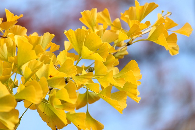 Free download fall ginko season autumn colors free picture to be edited with GIMP free online image editor