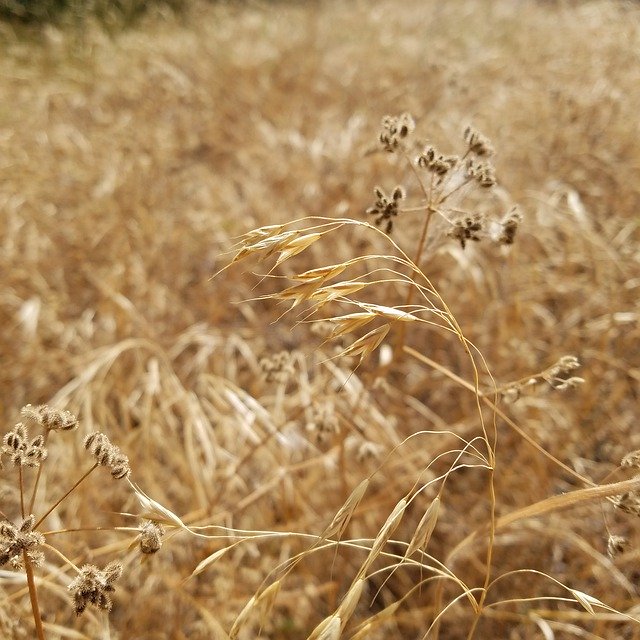 免费下载 Fall Grass Brown - 可使用 GIMP 在线图像编辑器编辑的免费照片或图片