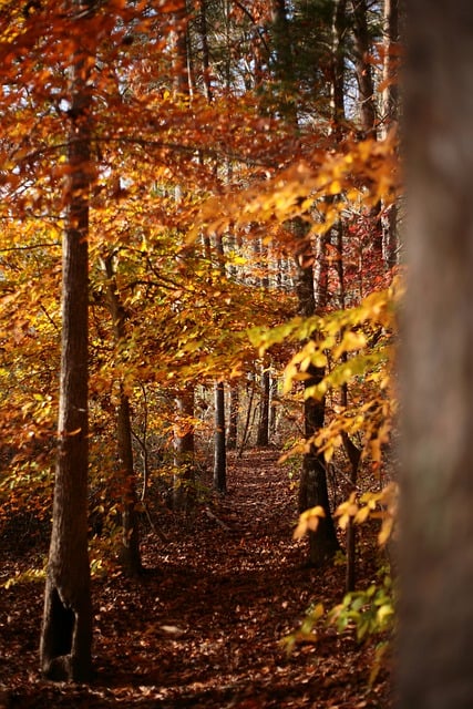 Free download fall hiking trail orange autumn free picture to be edited with GIMP free online image editor